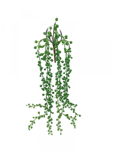 Sukulent senecio 60 cm zielony
