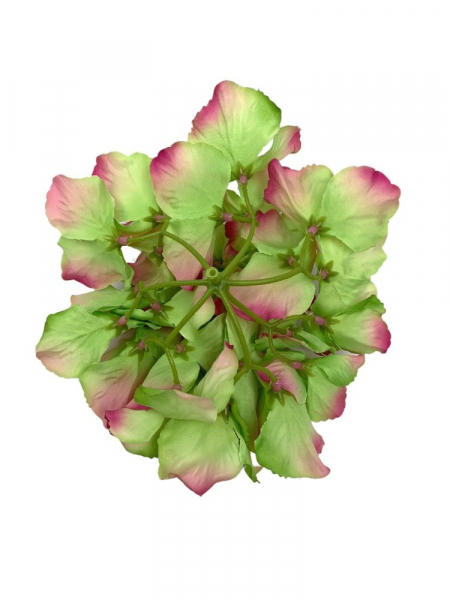 Hortensja główka 17 cm zielona z różowymi brzegami