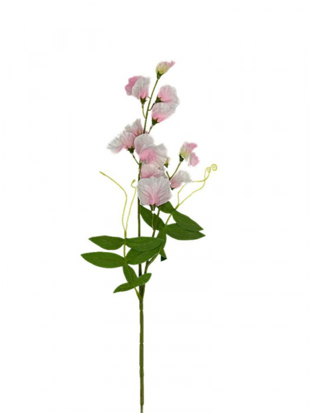 Groszek kwitnący gałązka 60 cm perłowy róż