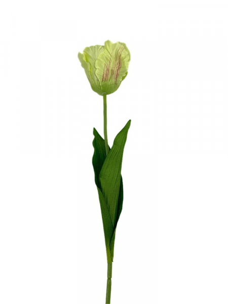 Tulipan rozwinięty 60 cm jasno zielony