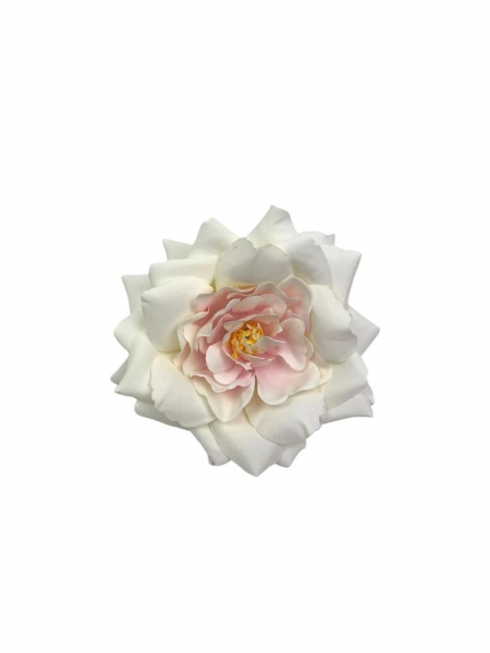 Gardenia główka 10 cm kremowa z jasnym różem