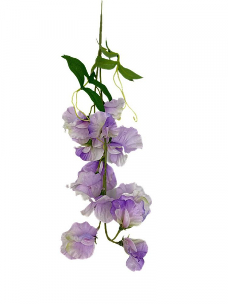 Groszek kwitnący gałązka 60 cm jasny fiolet