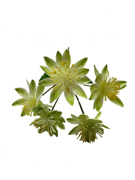Astrantia (jarzmianka) 42 cm zielona