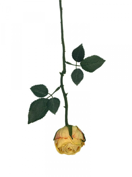 Róża gałązka 35 cm herbaciana