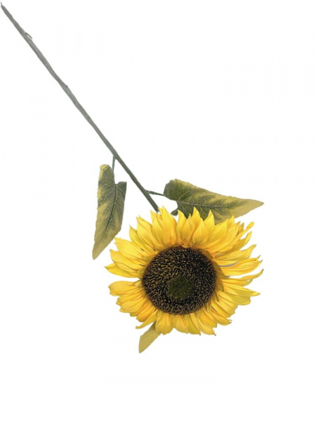 Słonecznik gigant kwiat pojedyczny 90 cm żółty