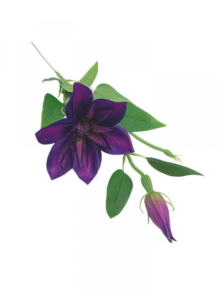 Klematis kwiat pojedynczy 48 cm purpurowy