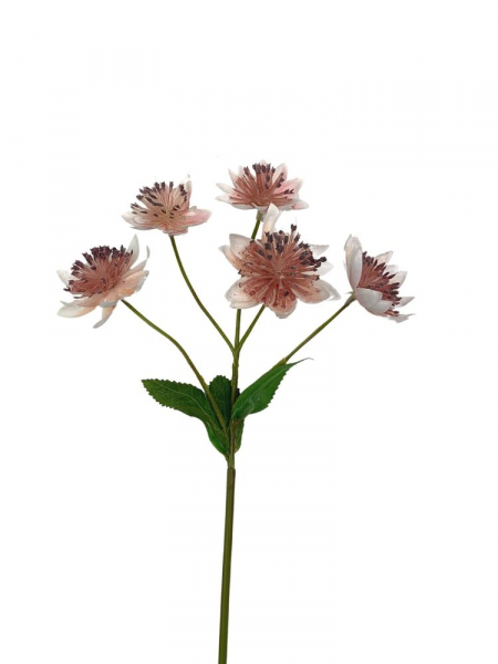 Astrantia (jarzmianka) 42 cm różowa