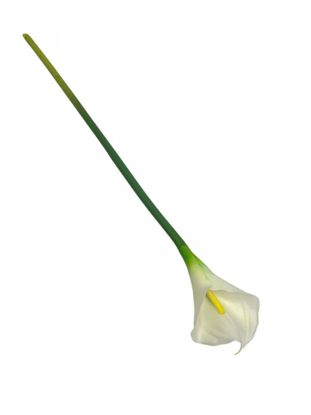 Kalia kwiat pojedynczy 71 cm kremowa