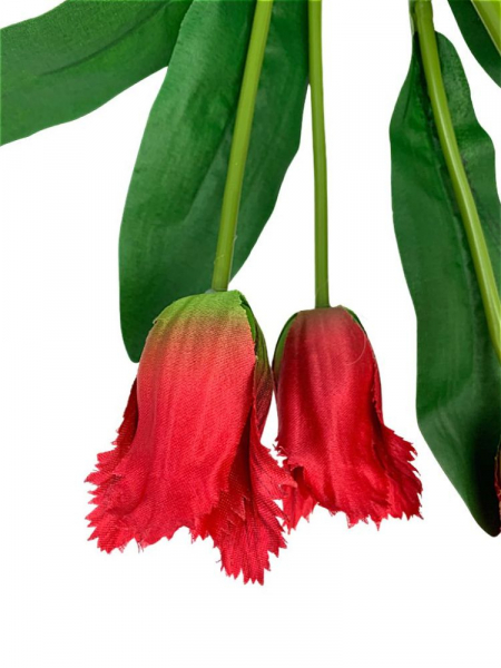 Tulipany strzępiaste bukiet 42 cm czerwone