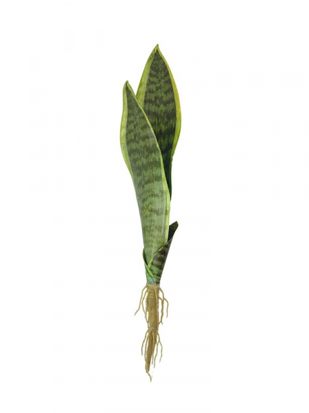 Sansewiera 42 cm zielona z żółtymi brzegami