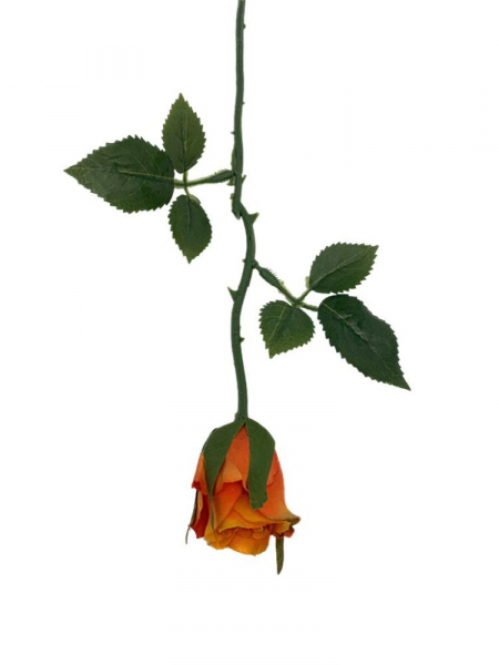 Róża gałązka 35 cm pomarańczowa
