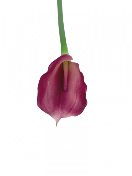 Kalia kwiat pojedynczy 71 cm ciemno różowa z kremem