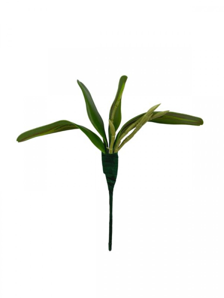 Liść do storczyka 23 cm zielony