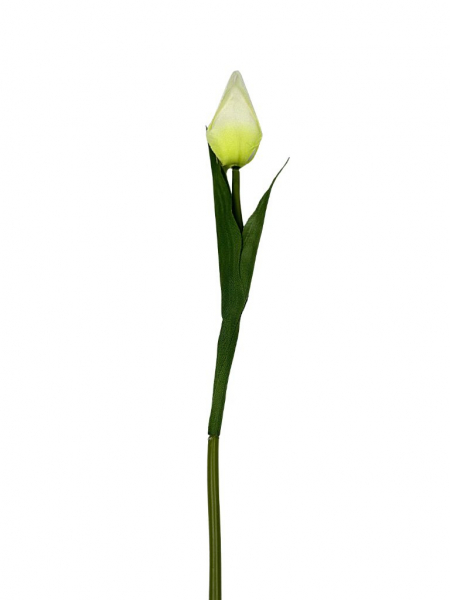 Tulipan gałązka 50 cm kremowy z zielonym