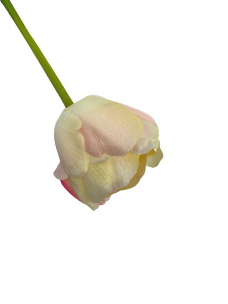 Tulipan gałązka58 cm kremowy z jasnym różem