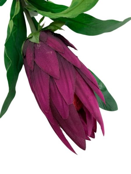 Protea gałązka 70 cm purpurowa