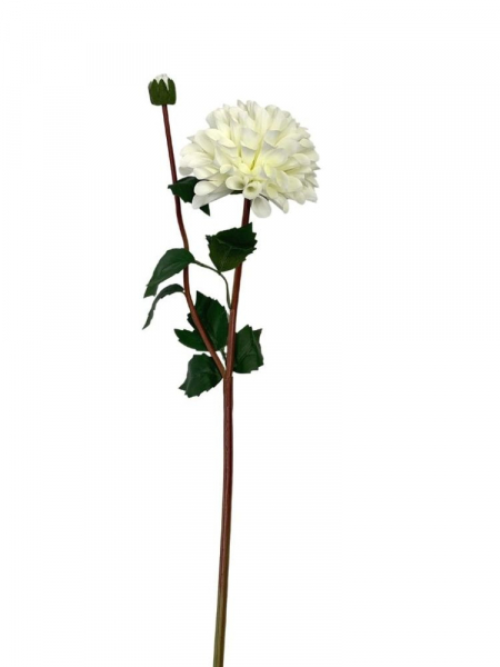 Dalia kwiat pojedynczy 70 cm kremowa