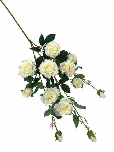 Róża gałąź wielokwiatowa 105 cm biała