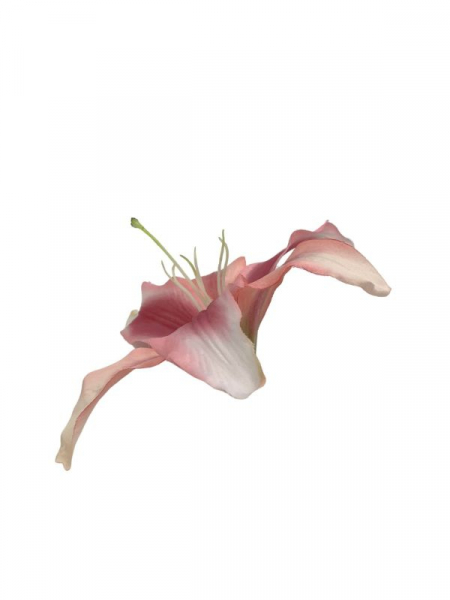 Lilia główka 20 cm jasny róż