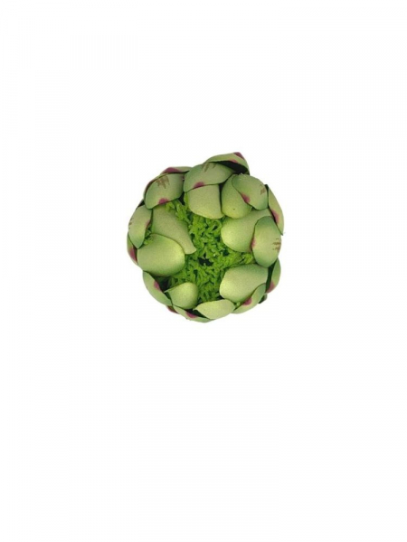 Protea główka 13 cm zielona