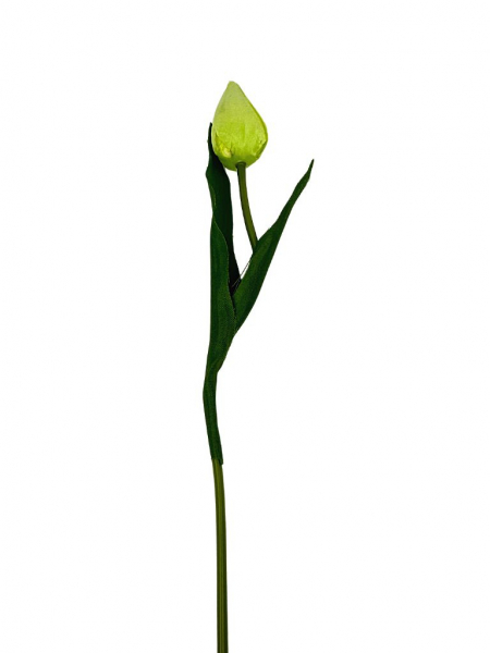 Tulipan gałązka 50 cm jasno zielony
