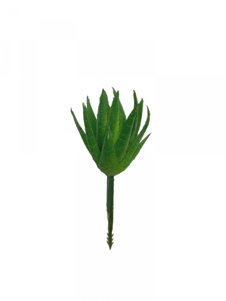 Sukulent 9 cm jasno zielony