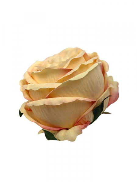 Róża główka 11 cm brzoskwiniowa