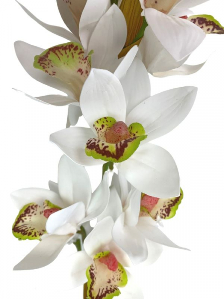 Storczyk cymbidium kwiat pojedynczy 82 cm biały