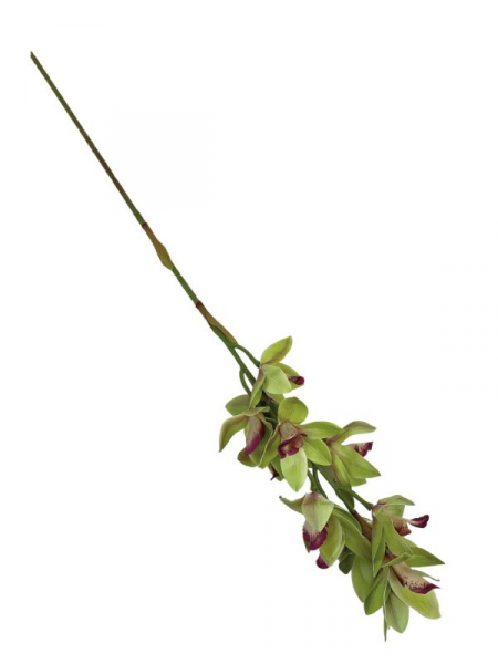 Storczyk cymbidium kwiat pojedynczy 82 cm zielony