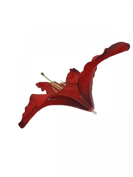 Lilia główka 20 cm czerwona