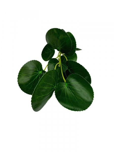Pilea gałązka z listkami 35 cm zielona