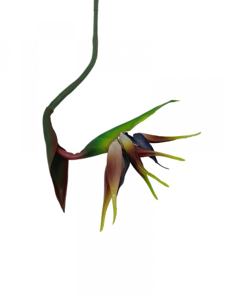 Strelicja (rajski ptak) kwiat pojedynczy 81 cm fiołkowa