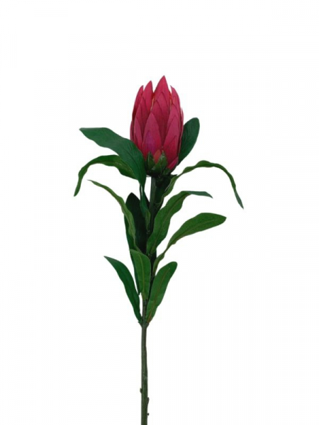 Protea gałązka 70 cm ciemny róż