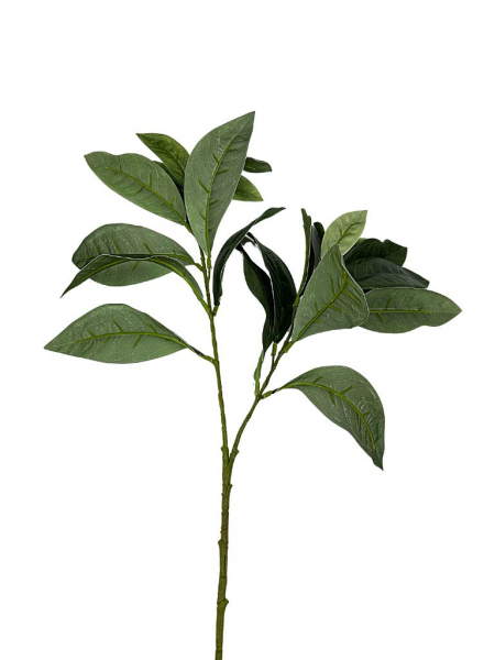 Liście laurowe gałązka 72 cm zielone