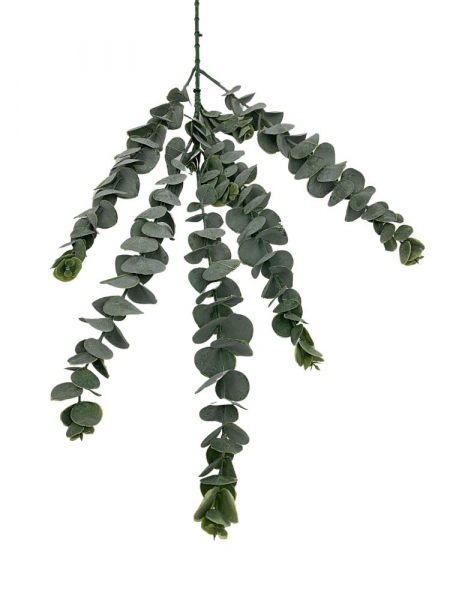 Eukaliptus gałązka 80 cm zielony omszony