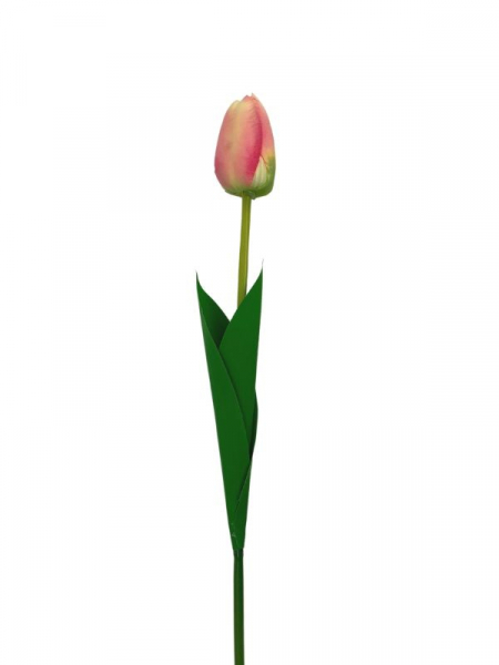 Tulipan kwiat pojedynczy 54 cm kremowo różowy