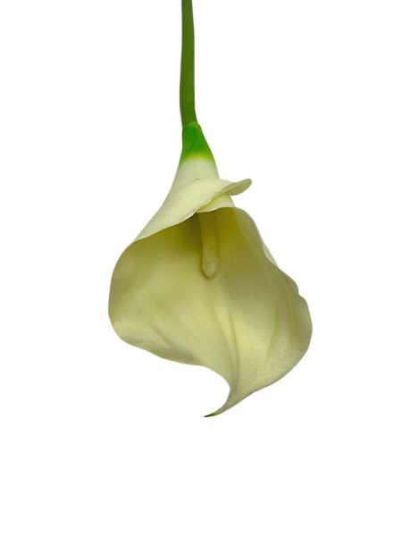 Kalia kwiat pojedynczy 67 cm kremowa
