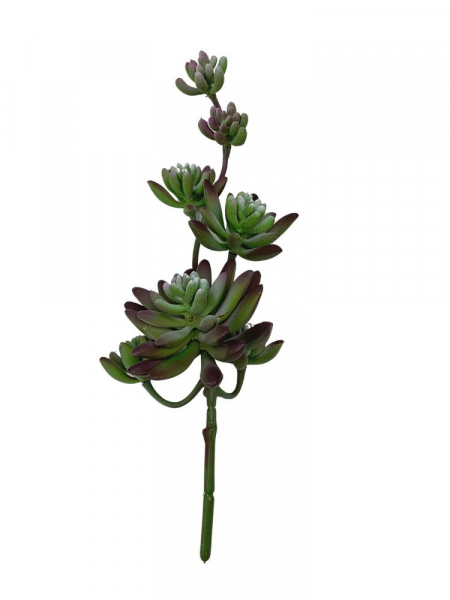 Sukulent 27 cm zielony omszony z fioletem