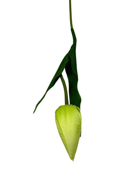 Tulipan gałązka 50 cm jasno zielony