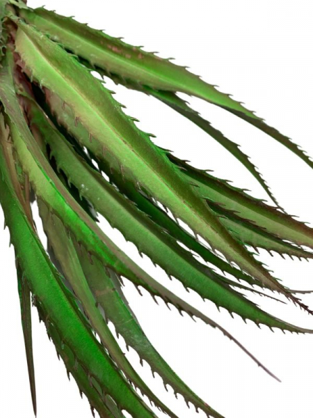Agawa sukulent 51 cm zielony z bordowym cieniowaniem