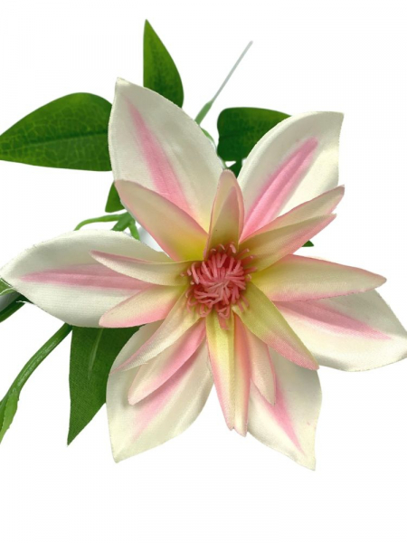 Klematis kwiat pojedynczy 48 cm jasno różowy