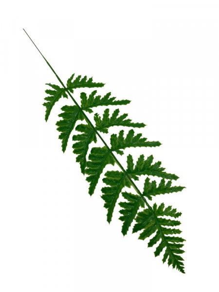 Paproć liść 53 cm zielona