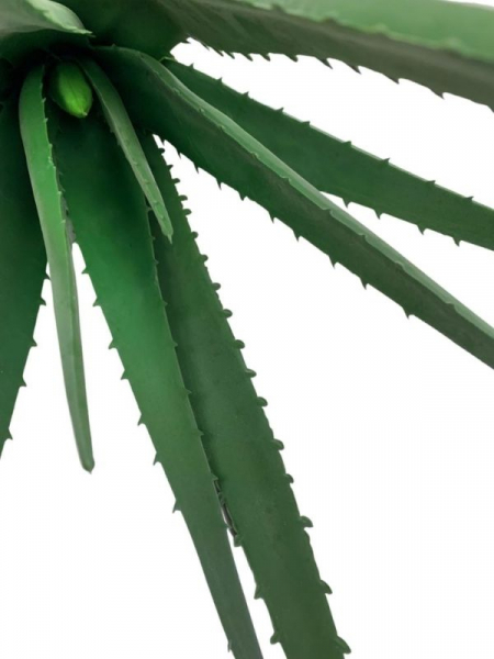 Aloes 48 cm zielony