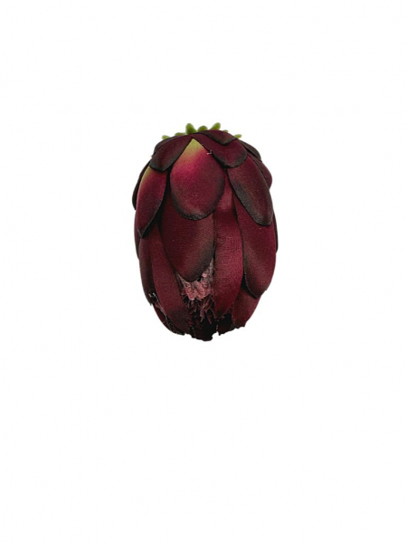 Protea główka wysokość 10 cm bordo