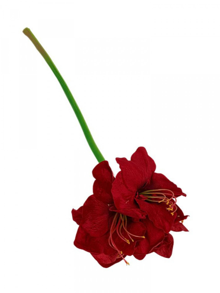 Amarylis kwiat pojedynczy 76 cm czerwony welurowy