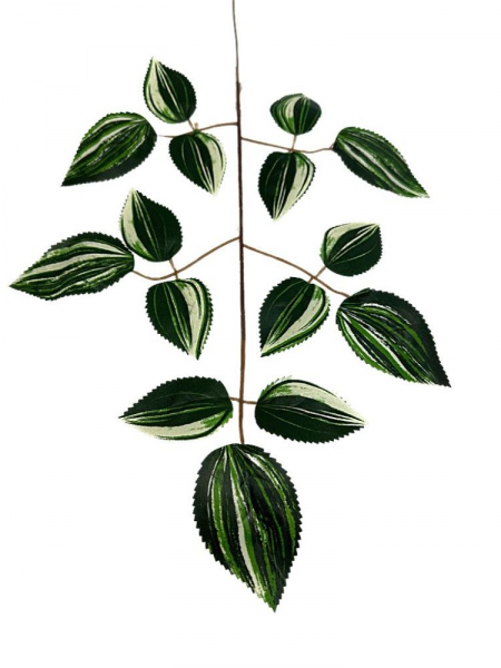 Liść trzykrotki 54 cm zielono biały