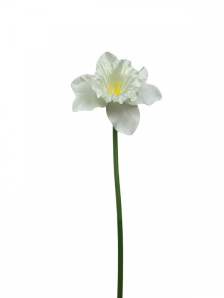 Żonkil kwiat pojedynczy 51 cm kremowy