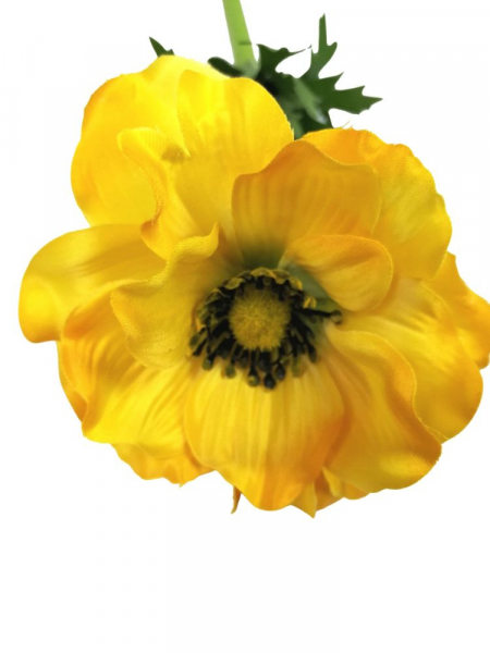 Anemon pojedynczy 55 cm żółty