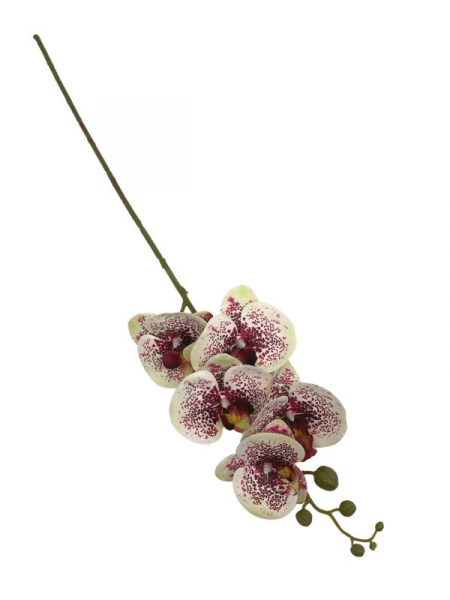 Storczyk kwiat pojedynczy 84 cm kremowy z bordowymi nakropieniami