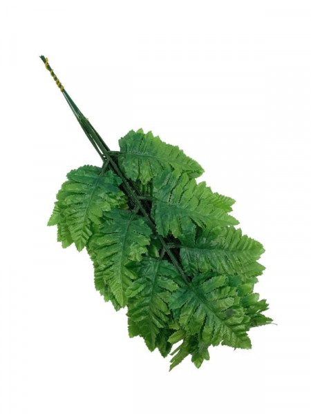 Liść leder (pietrucha) 50 cm zielony